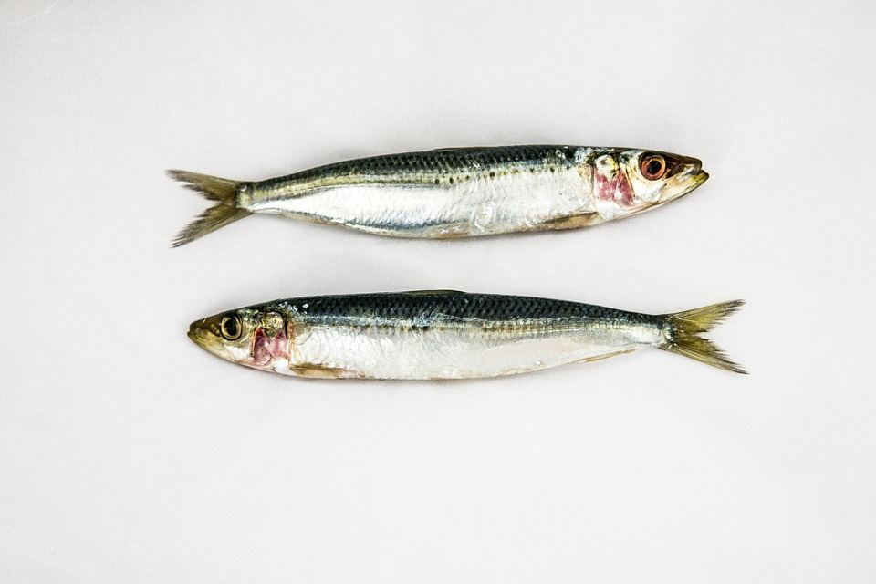 Arrivederci e grazie di tutto il pesce (nel nostro caso sardine)