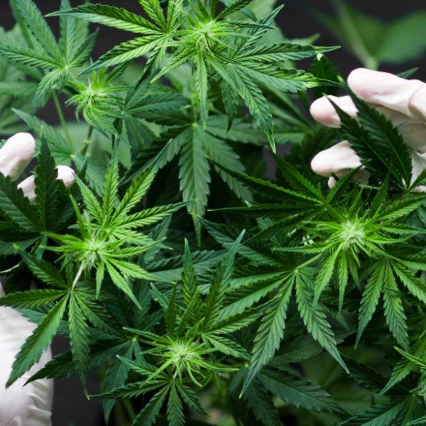 Legalizzazione della cannabis: per non fare di tutta l’erba un fascio