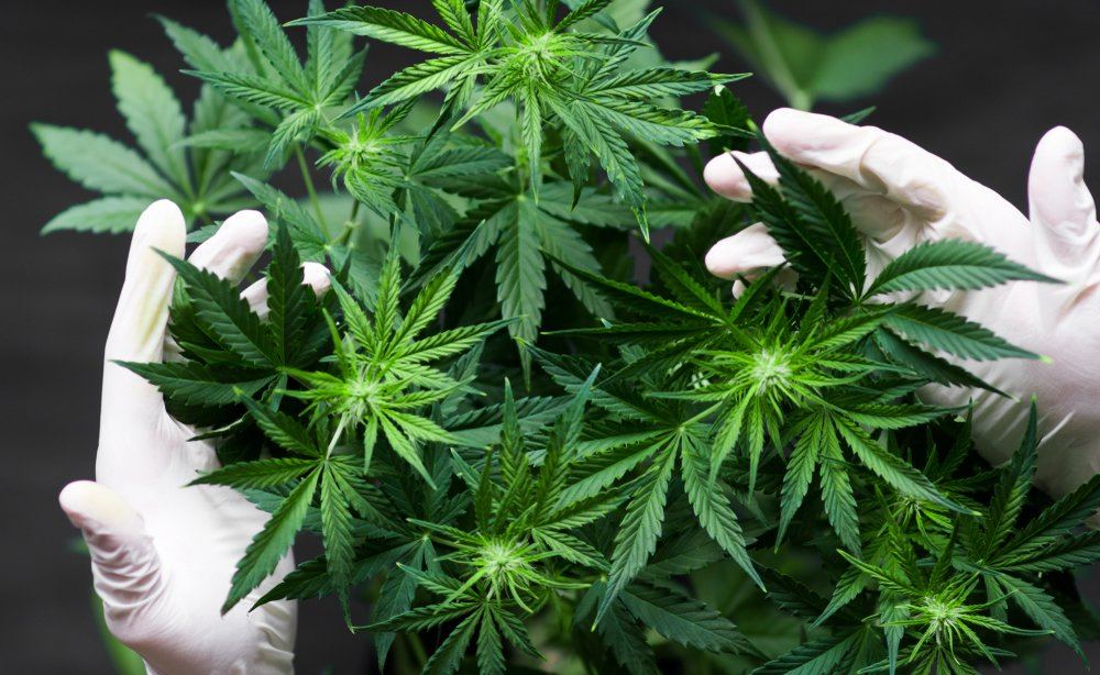 Legalizzazione della cannabis: per non fare di tutta l’erba un fascio